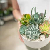 8 reasons why you need to get succulents urgently