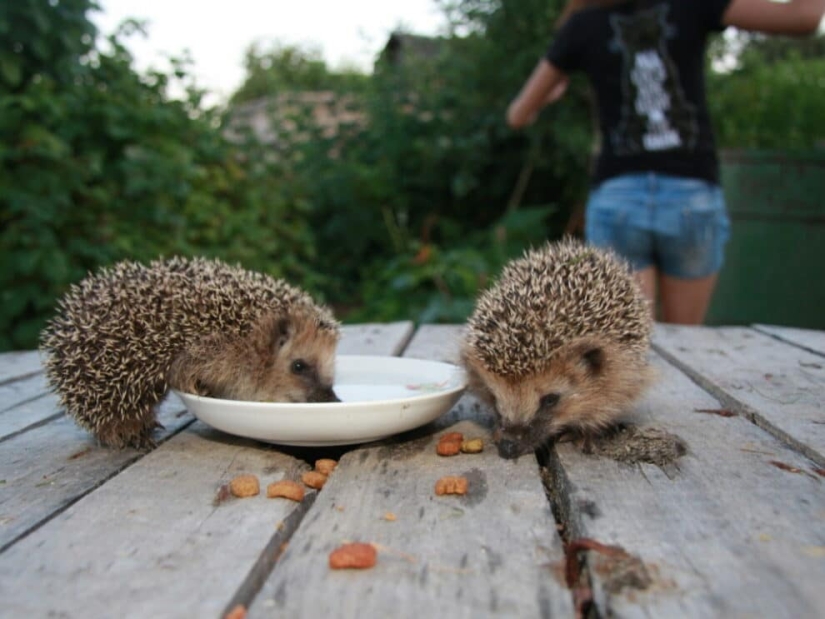 8 unexpected facts about hedgehogs — the most brutal animals of our latitudes