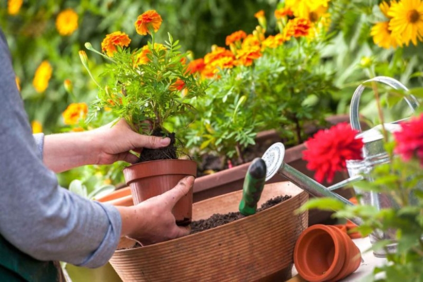 8 Useful products for flower growers from Aliexpress