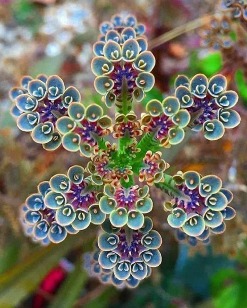 8 Visually Pleasing Examples of Geometric Symmetry in Nature