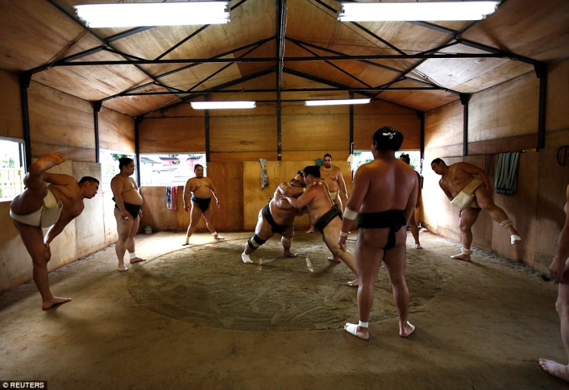 8000 calories a day and oxygen masks: how sumo wrestlers live