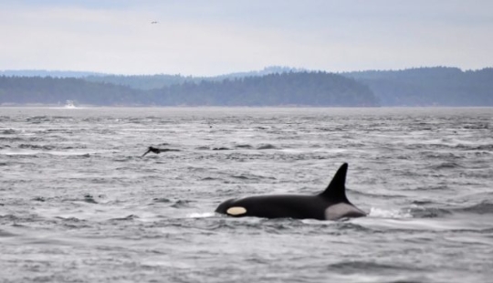 9 animales que han excedido su esperanza de vida y han vivido muchos años felices