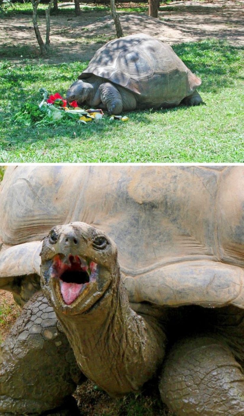 9 animals that have exceeded their lifespan and lived for many long, happy years