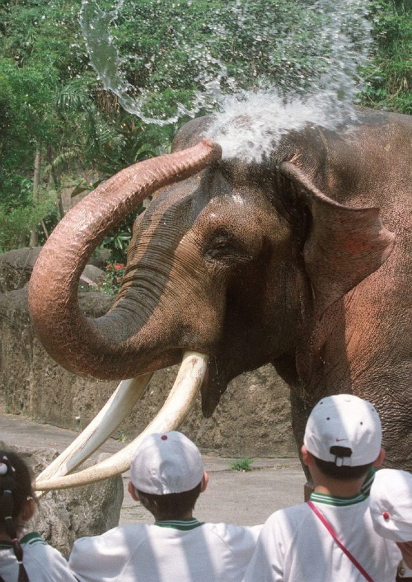 9 animals that have exceeded their lifespan and lived for many long, happy years