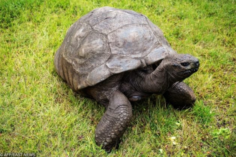 9 animals that have exceeded their lifespan and lived for many long, happy years