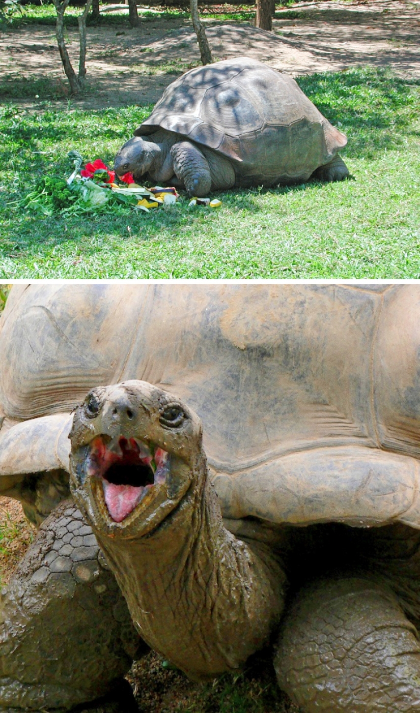 9 Animals Who Exceeded Their Lifespan And Lived Many Long Happy Years