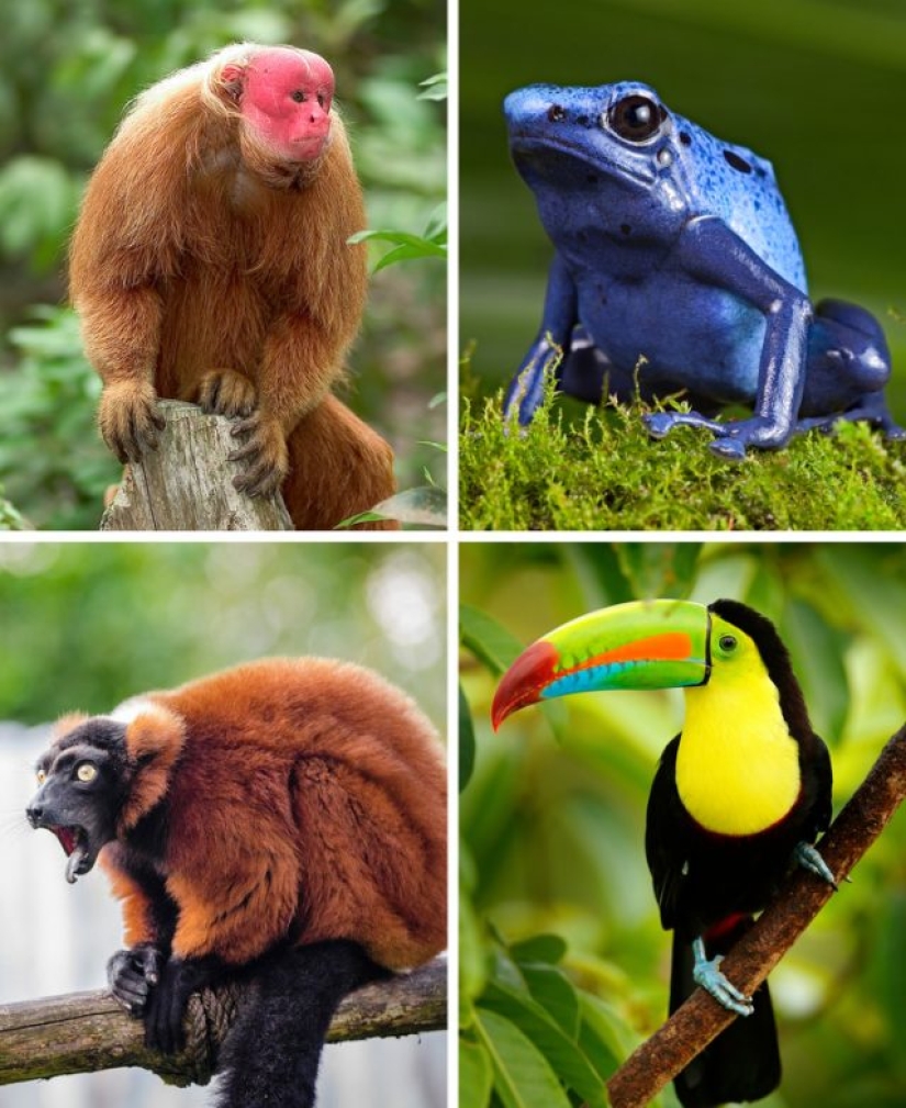 9 cosas que le sucederán a nuestro planeta si la selva amazónica se quema por completo