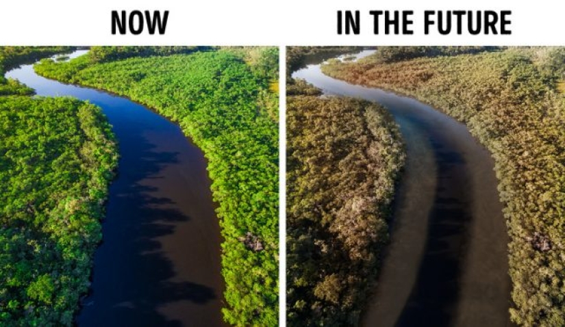 9 cosas que le sucederán a nuestro planeta si la selva amazónica se quema por completo