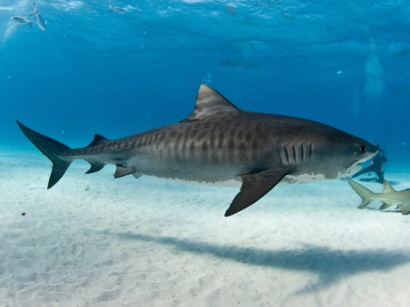 9 datos interesantes sobre los tiburones