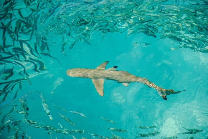 9 datos interesantes sobre los tiburones