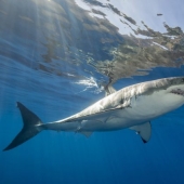9 interesting facts about sharks