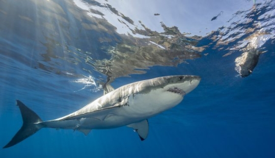 9 interesting facts about sharks