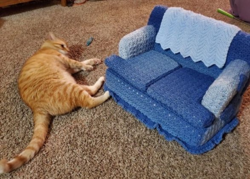 9 Photos of Cats That Prove We'll Never Understand Them