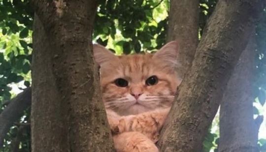 9 Photos of Cats That Prove We'll Never Understand Them 9 Photos of Cats That Prove We'll Never Understand Them