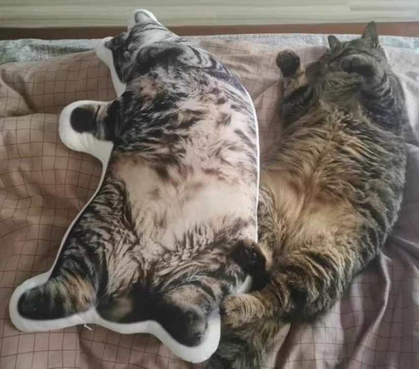 9 Photos of Cats That Prove We'll Never Understand Them