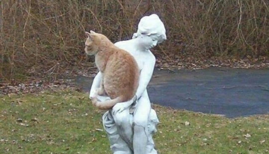 9 Relaxed Cats That Will Feel At Home Anywhere 9 Relaxed Cats That Will Feel At Home Anywhere