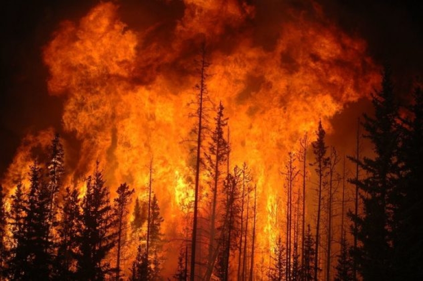 9 things that will happen to our planet if the Amazon rainforest burns down completely