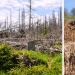 9 things that will happen to our planet if the Amazon rainforest burns down completely