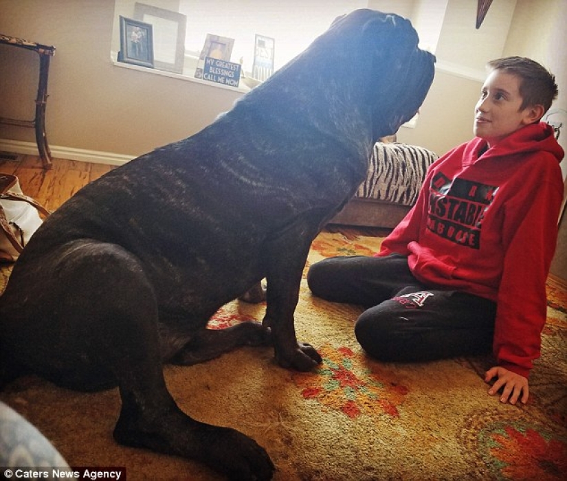 A 9-month-old puppy of an ancient breed weighs 80 kilograms and knocks an adult off his feet with one tail