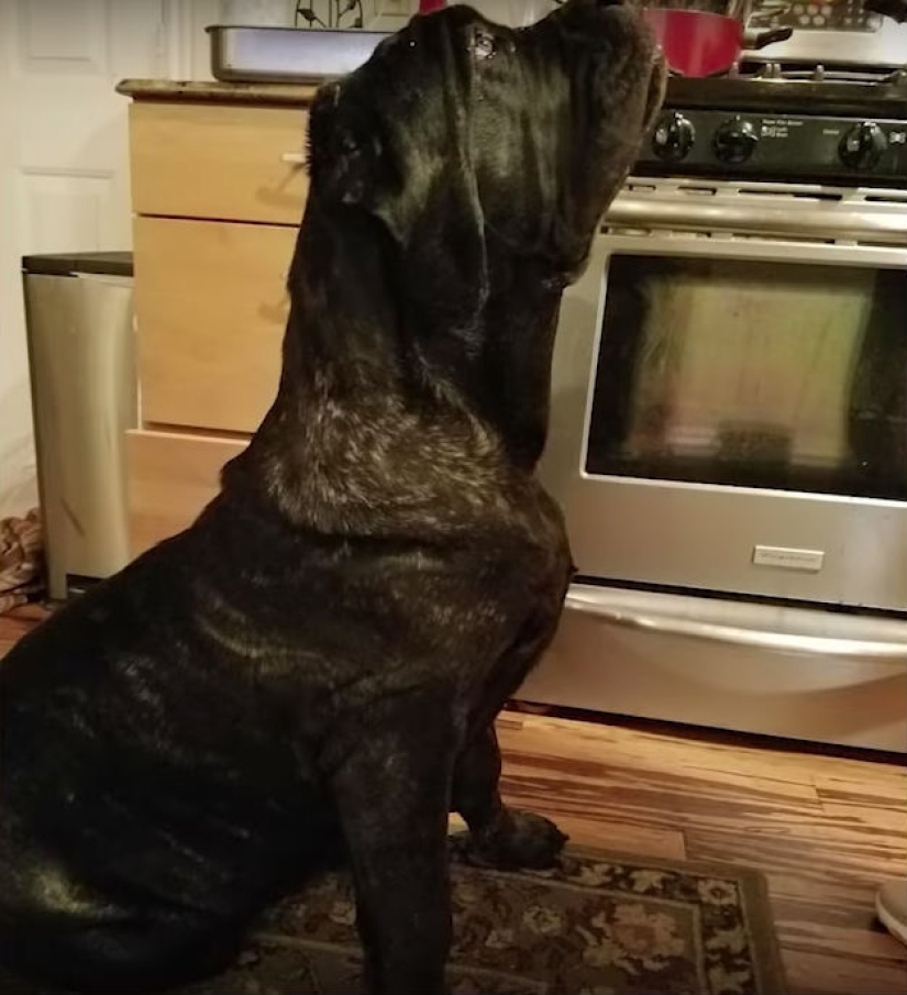 A 9-month-old puppy of an ancient breed weighs 80 kilograms and knocks an adult off his feet with one tail