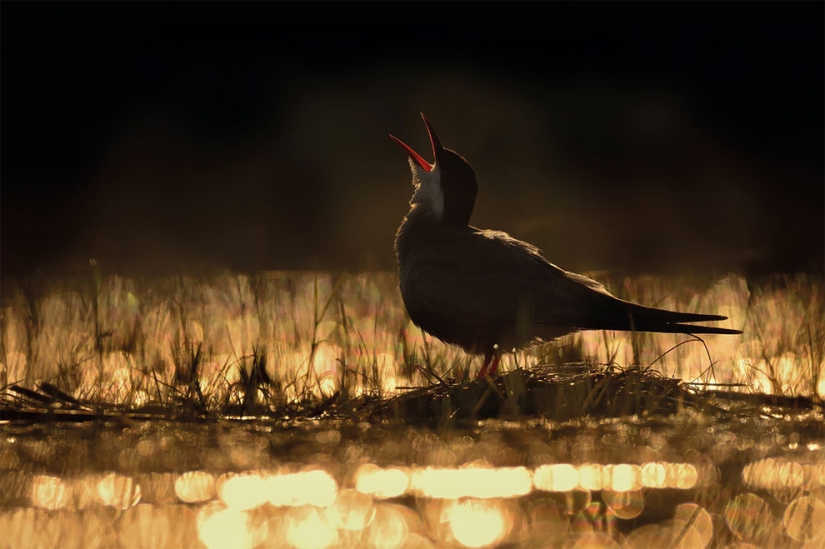 A bird is about to fly out: the best bird photos of 2017 have been selected