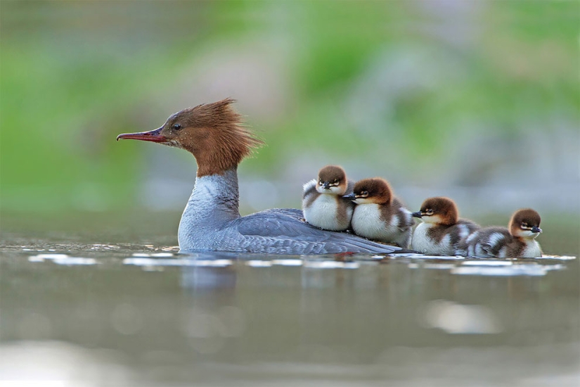 A bird is about to fly out: the best bird photos of 2017 have been selected