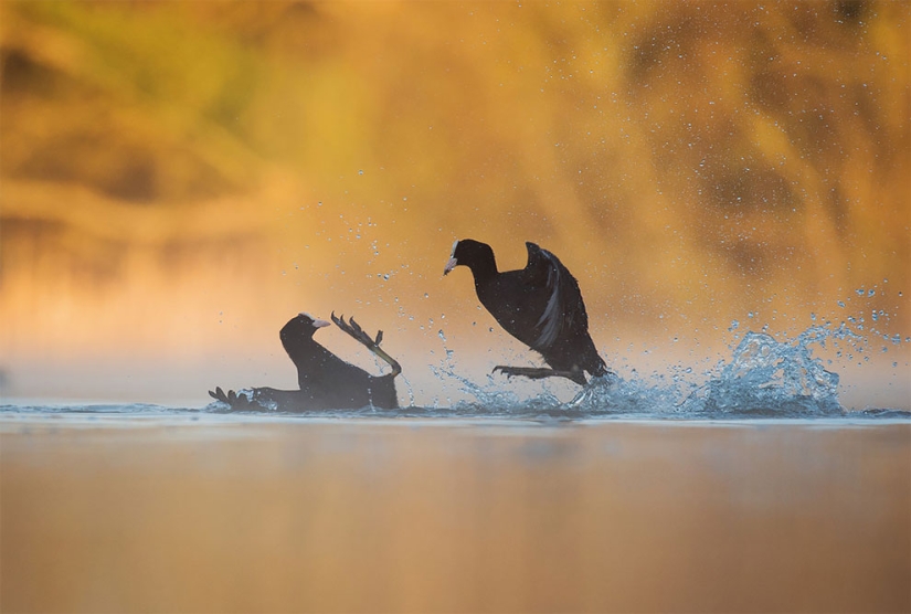 A bird is about to fly out: the best bird photos of 2017 have been selected