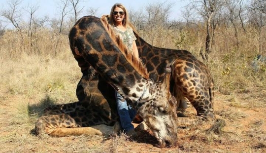 A bloodthirsty huntress killed a rare black giraffe and sewed a holster from its skin