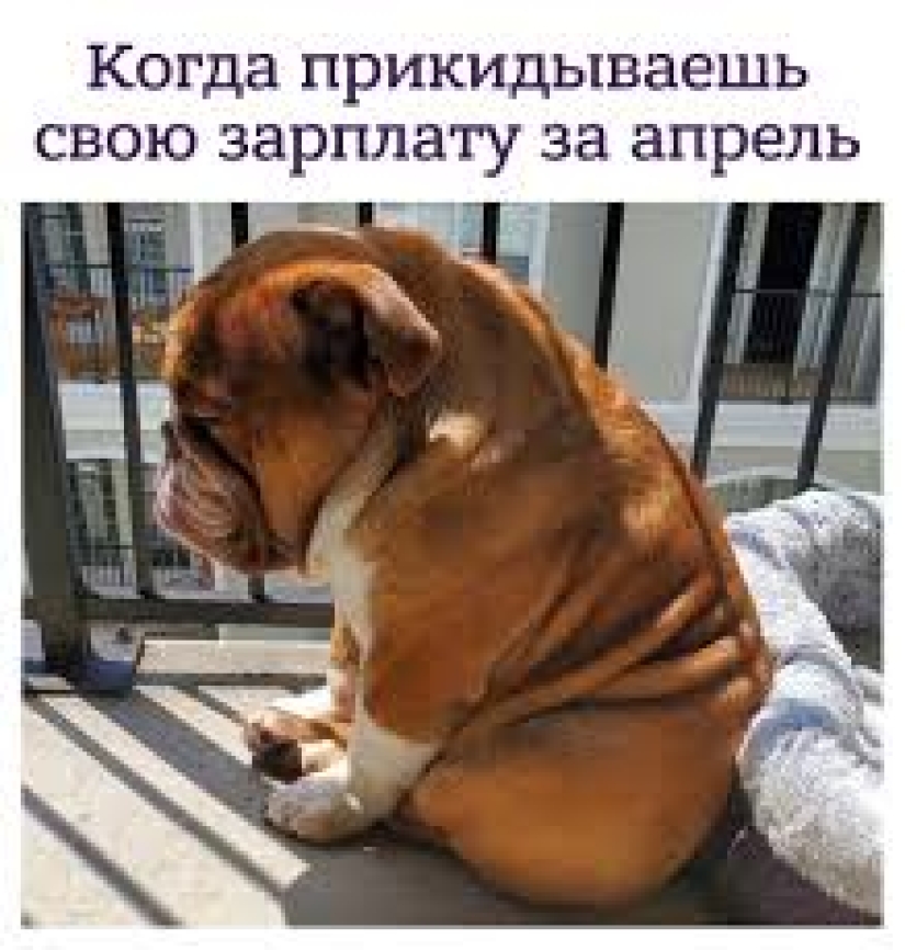 A bulldog named Big Daddy, sad because of quarantine, has become a new network meme