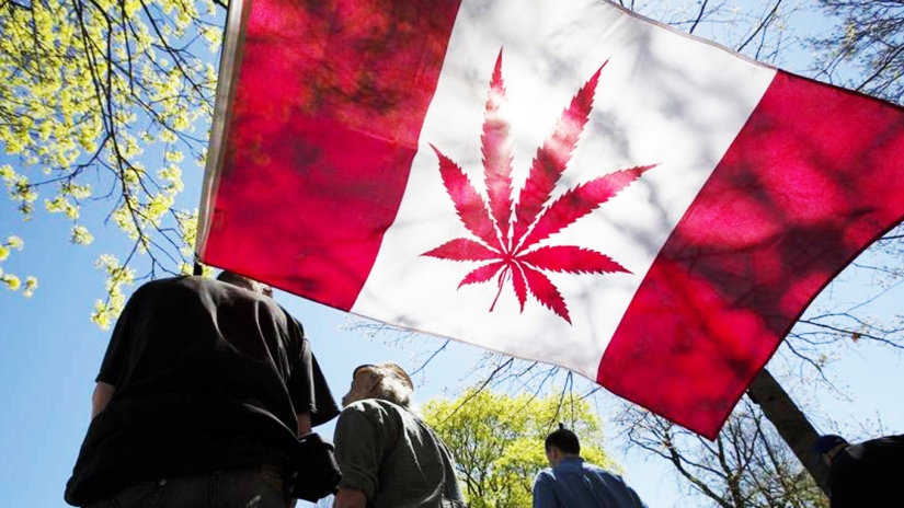 "A bumblebee is required!": a vacancy for a marijuana taster has been opened in Canada