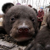 A Chinese man took bears for domestic dogs for two years