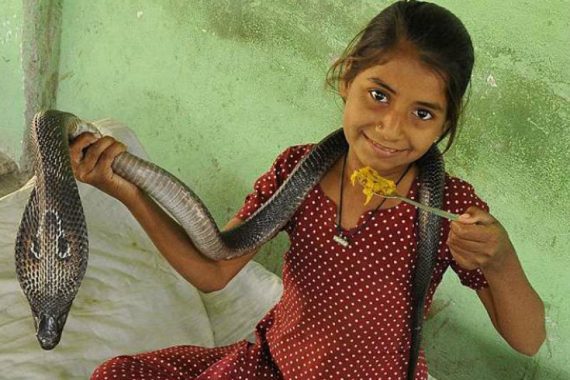 A cobra girl from India gets along well with dangerous snakes