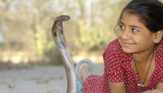 A cobra girl from India gets along well with dangerous snakes