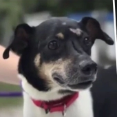 A costa de su propia vida: en Florida, un perro fiel murió salvando a una familia de un incendio
