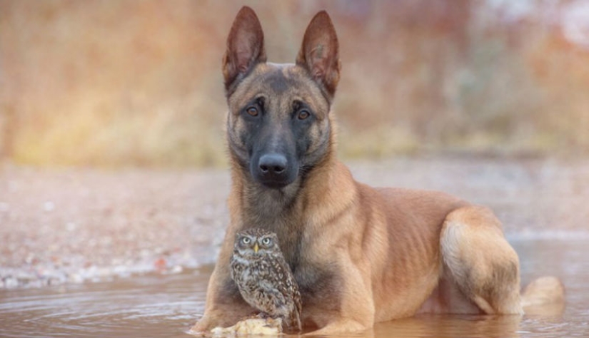 A dog and an owl who can't live without each other