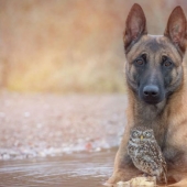 A dog and an owl who can't live without each other