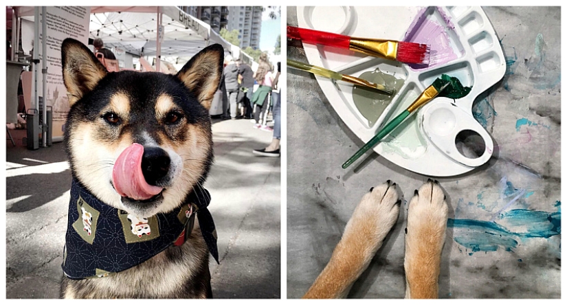 A dog of the Shiba Inu breed draws pictures and earns thousands of dollars on it