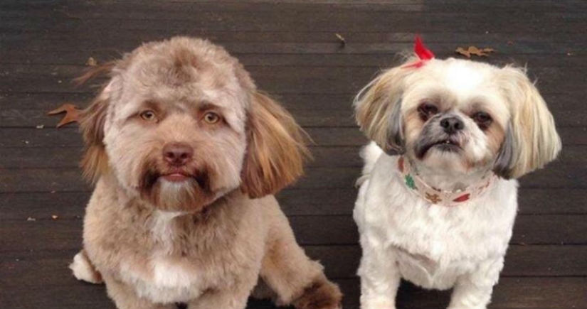 A dog with a human face was found on Reddit, who even knows how to wink slyly