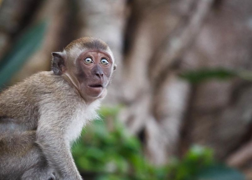 A farmer from India repainted his dog into a tiger to scare off impudent monkeys