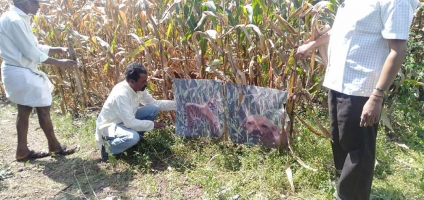 A farmer from India repainted his dog into a tiger to scare off impudent monkeys