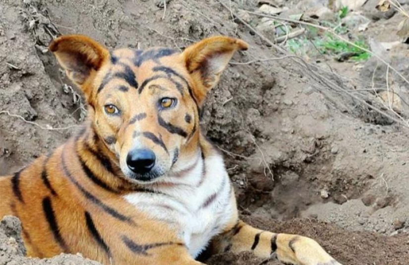 A farmer from India repainted his dog into a tiger to scare off impudent monkeys