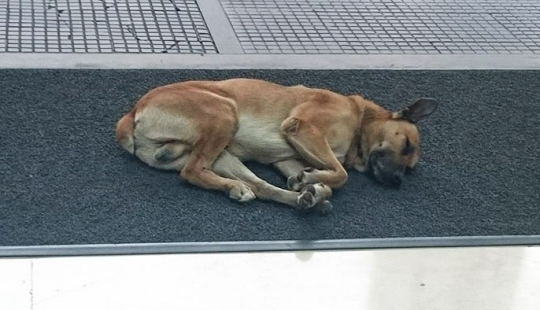 A flight attendant sheltered a stray dog who met her every time near a hotel in Buenos Aires