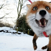 A fox who considers himself a master dog