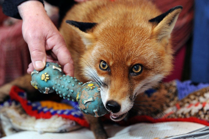 A fox who considers himself a master dog