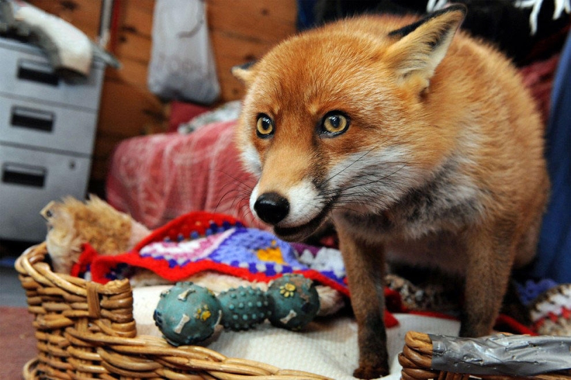 A fox who considers himself a master dog