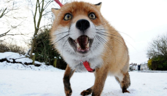 A fox who considers himself a master dog