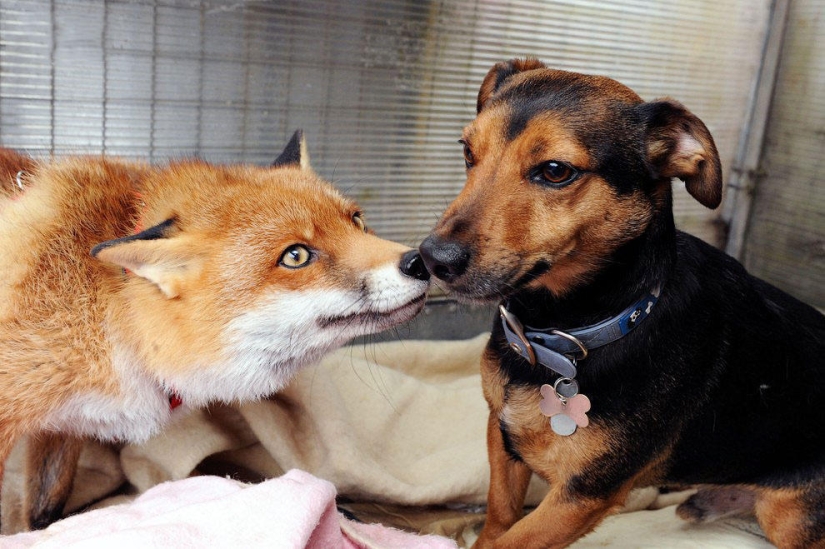 A fox who considers himself a master dog