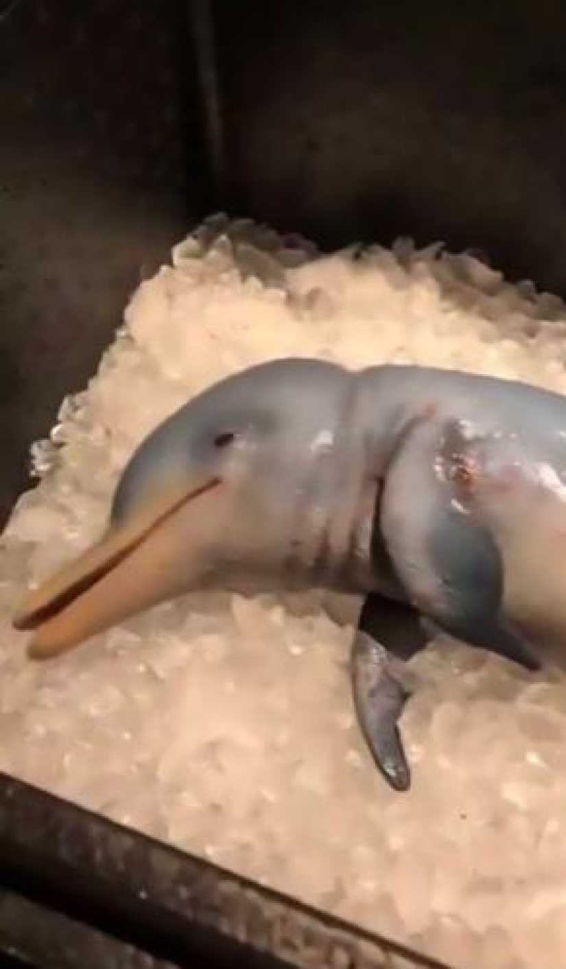 A German blogger showed how he eats a dolphin and became an object of hatred. The prank had to be urgently exposed