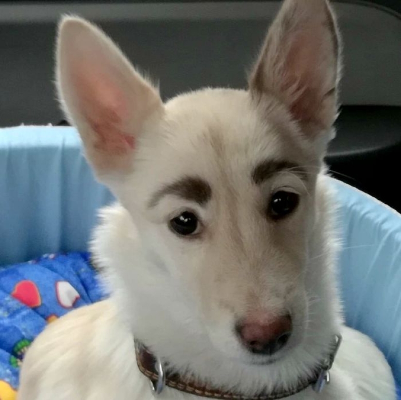 A homeless puppy with eyebrows that were considered painted has found a home in Bratsk