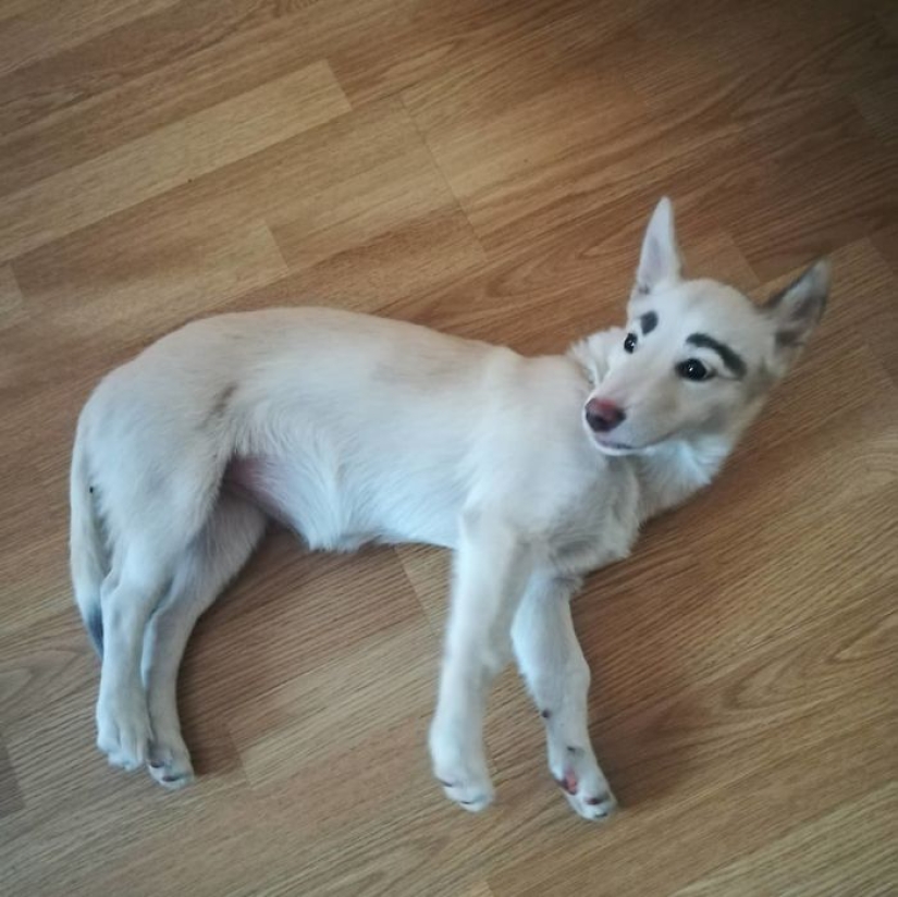A homeless puppy with eyebrows that were considered painted has found a home in Bratsk